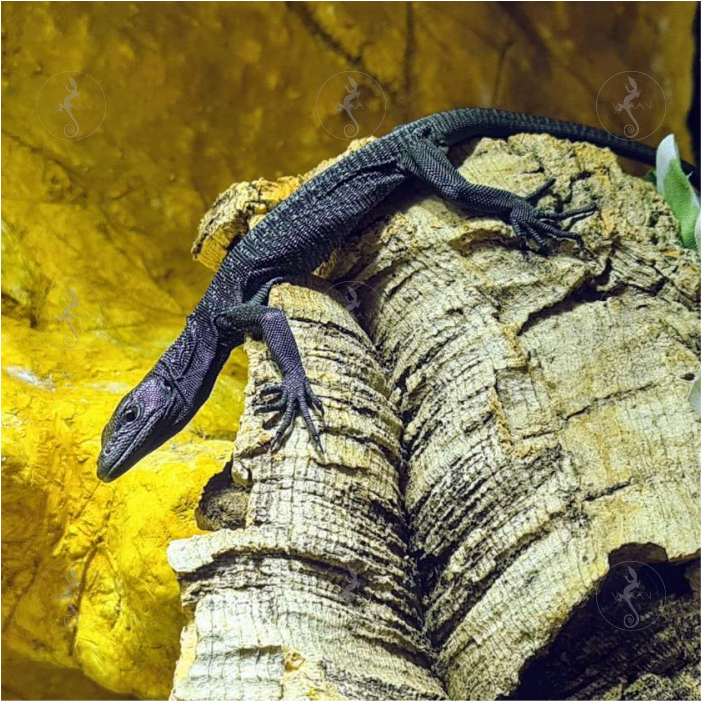 New additions! – Varanus beccarii 0.0.3