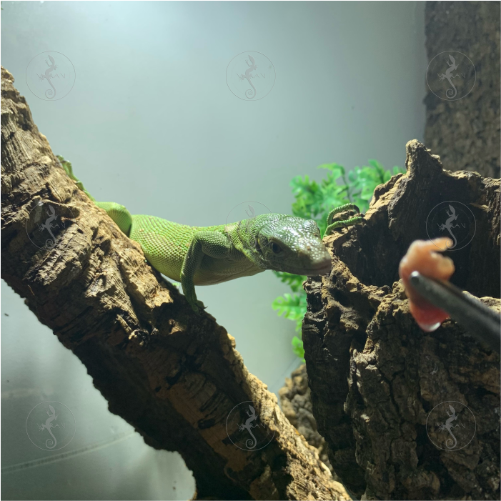 How and what to feed them?